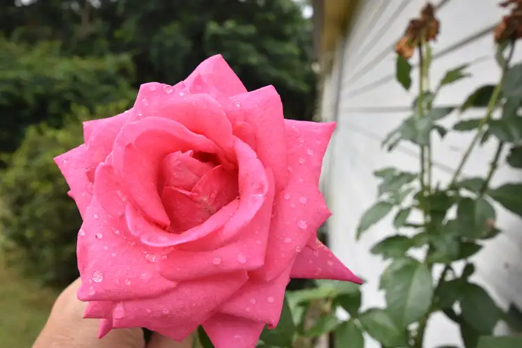 Sixth view of Homely house listing, 251 Connection Rd, Glenview QLD 4553