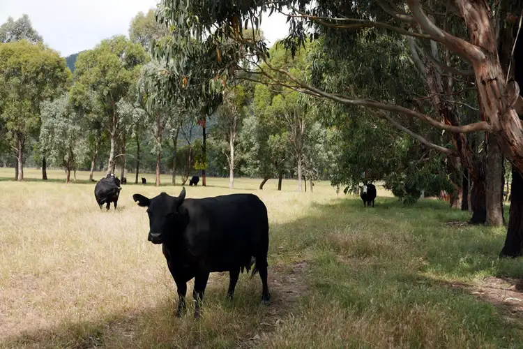 Fourth view of Homely rural property listing, Magnolia - Kleerview Buckland Gap Road, Murmungee VIC 3747