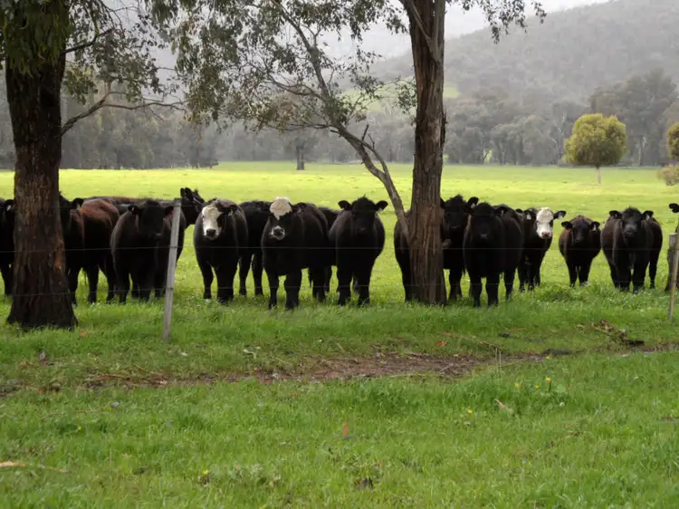 Sixth view of Homely rural property listing, Magnolia - Kleerview Buckland Gap Road, Murmungee VIC 3747