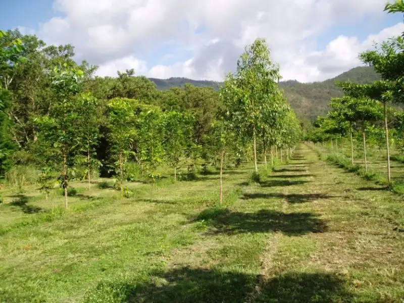 Main view of Homely rural property listing, 323 Middle Murray Road, Murray Upper QLD 4854