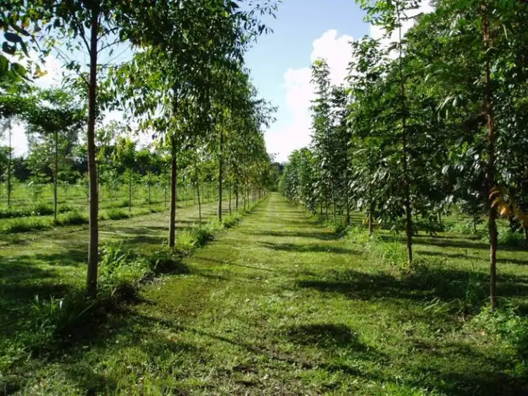 Second view of Homely rural property listing, 323 Middle Murray Road, Murray Upper QLD 4854
