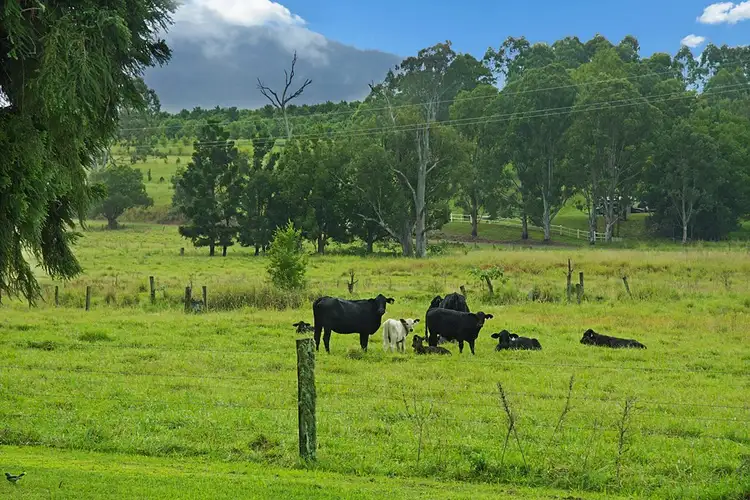 Fifth view of Homely rural property listing, 1233 Collins Creek Road, Kyogle NSW 2474