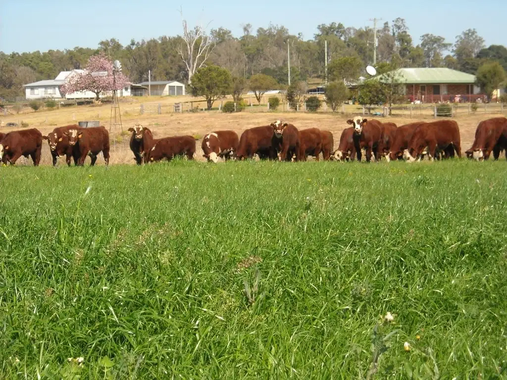 Main view of Homely rural property listing, 1605 Sextonville Rd, Dobies Bight NSW 2470