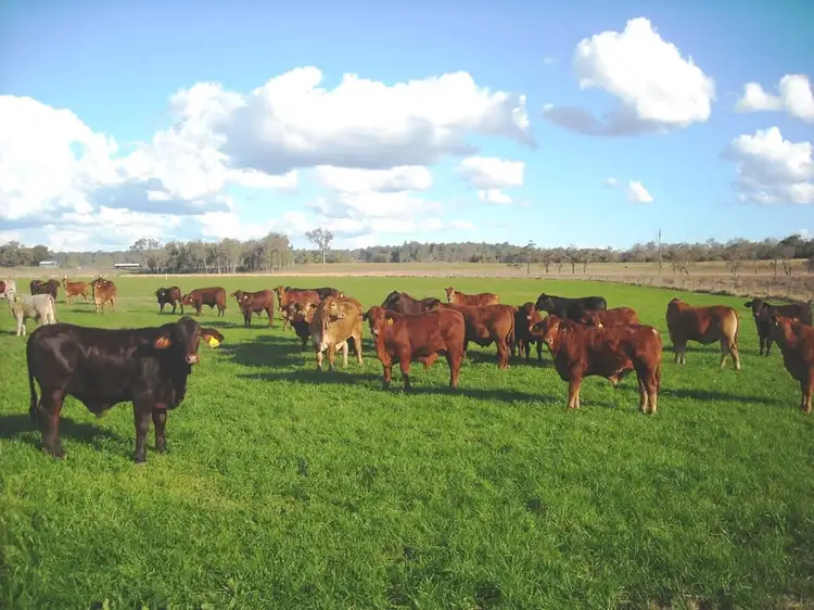 Fourth view of Homely rural property listing, 1605 Sextonville Rd, Dobies Bight NSW 2470