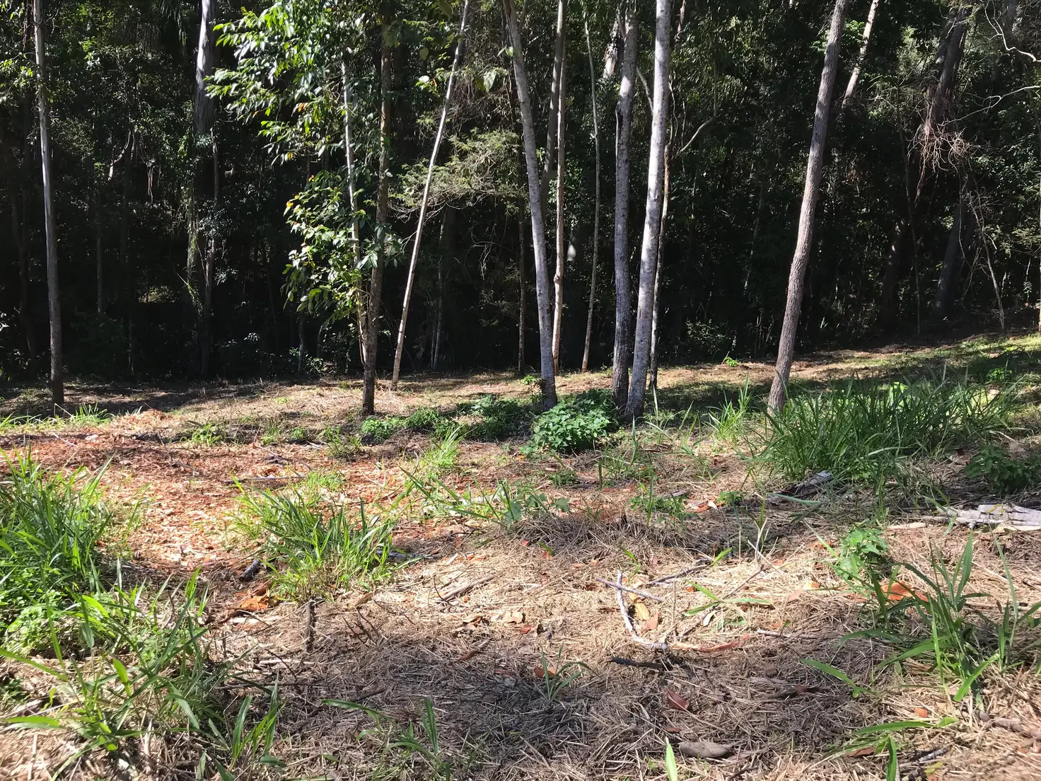 Main view of Homely land listing, 8 Birdwing Forest Pl, Buderim QLD 4556