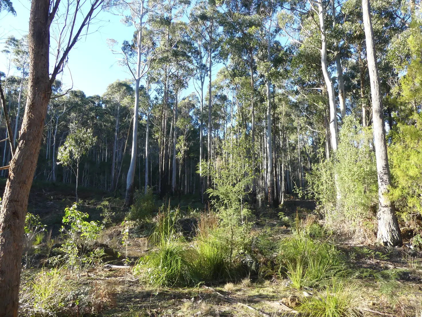 Main view of Homely land listing, 184 Christmas Hill Rd, Elizabeth Town TAS 7304