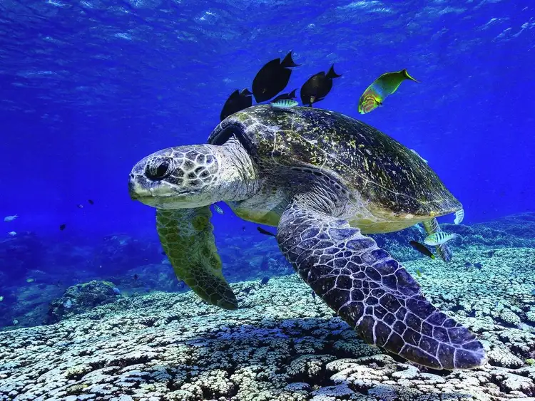 Sixth view of Homely land listing, 15 Shell St, Burnett Heads QLD 4670