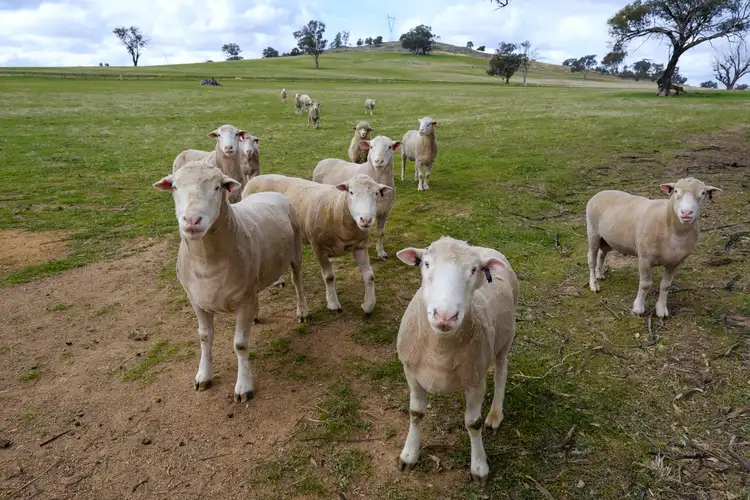 Fourth view of Homely rural property listing, 99 Kleemans Rd, Henty NSW 2658