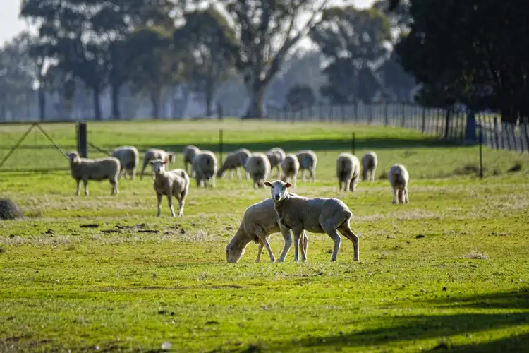 Seventh view of Homely rural property listing, 1312 Rutherglen-Springhurst Rd, Springhurst VIC 3682