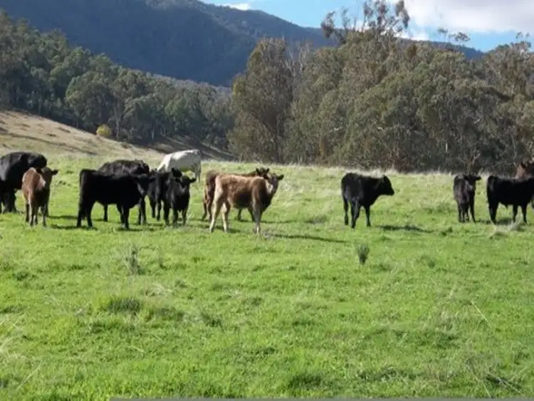 Fourth view of Homely rural property listing, 31 Reids Lane, Tawonga VIC 3697