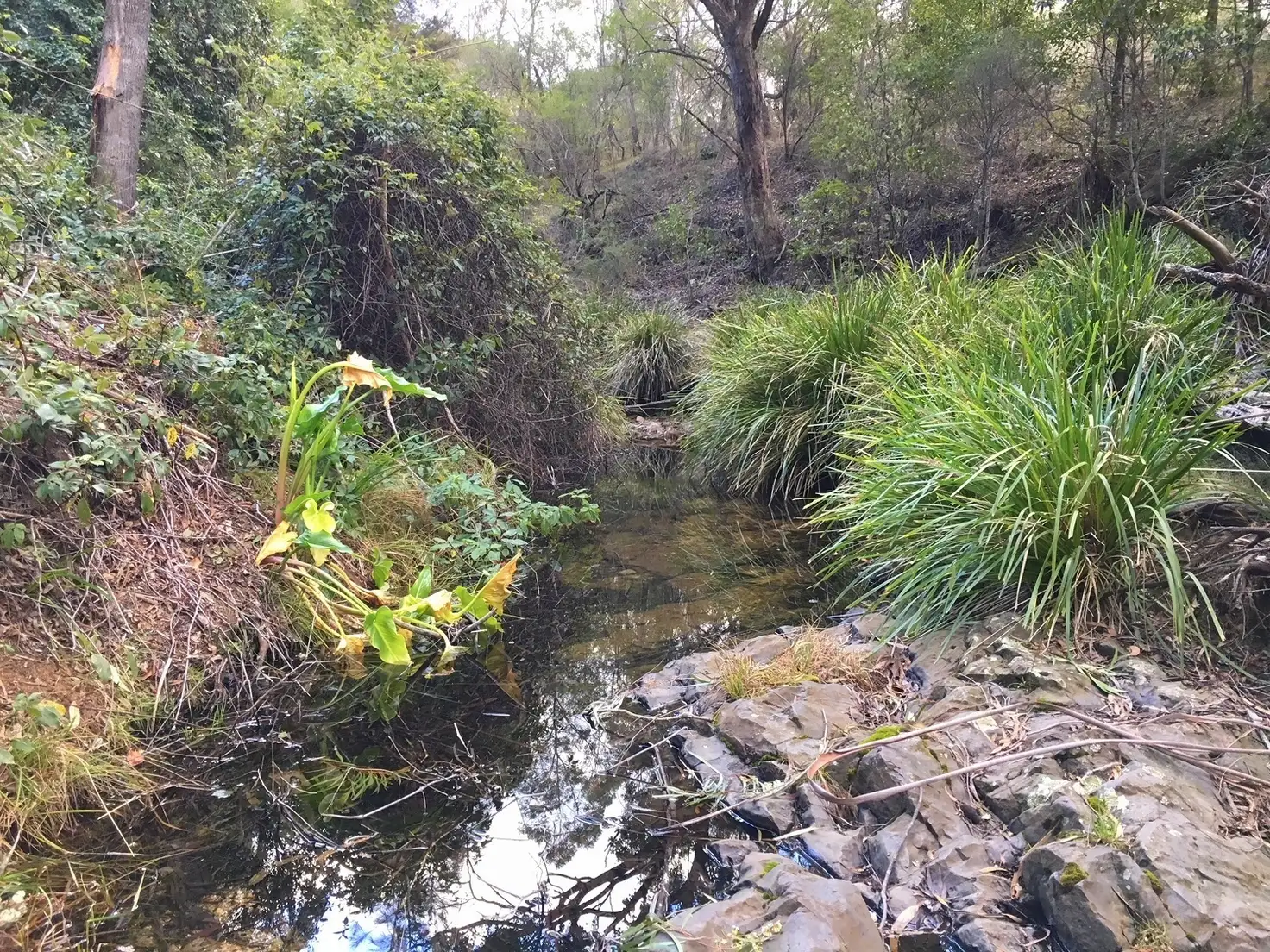 Main view of Homely rural property listing, Lots 89, 90 & 91 Mt Darragh Rd, Lochiel NSW 2549