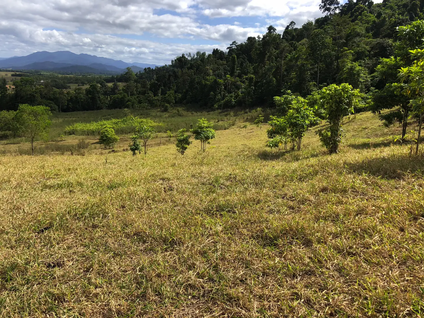 Main view of Homely rural property listing, 367 Dingo Pocket, Dingo Pocket QLD 4854