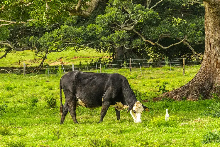 Lot 8, 77 Teven Rd, Alstonville NSW 2477