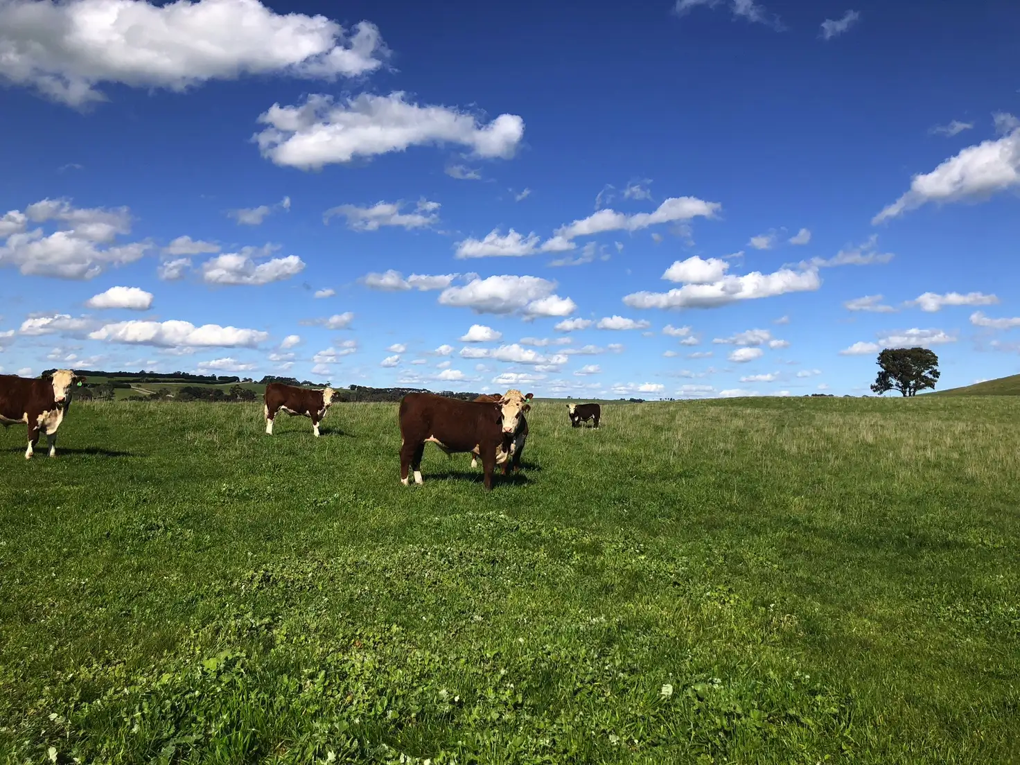 Main view of Homely rural property listing, 271 Kantara Lane, Wando Vale VIC 3312