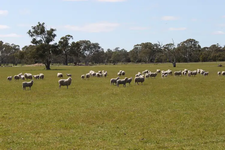 Fifth view of Homely rural property listing, 3629 Mount Burr Rd, Monbulla SA 5277