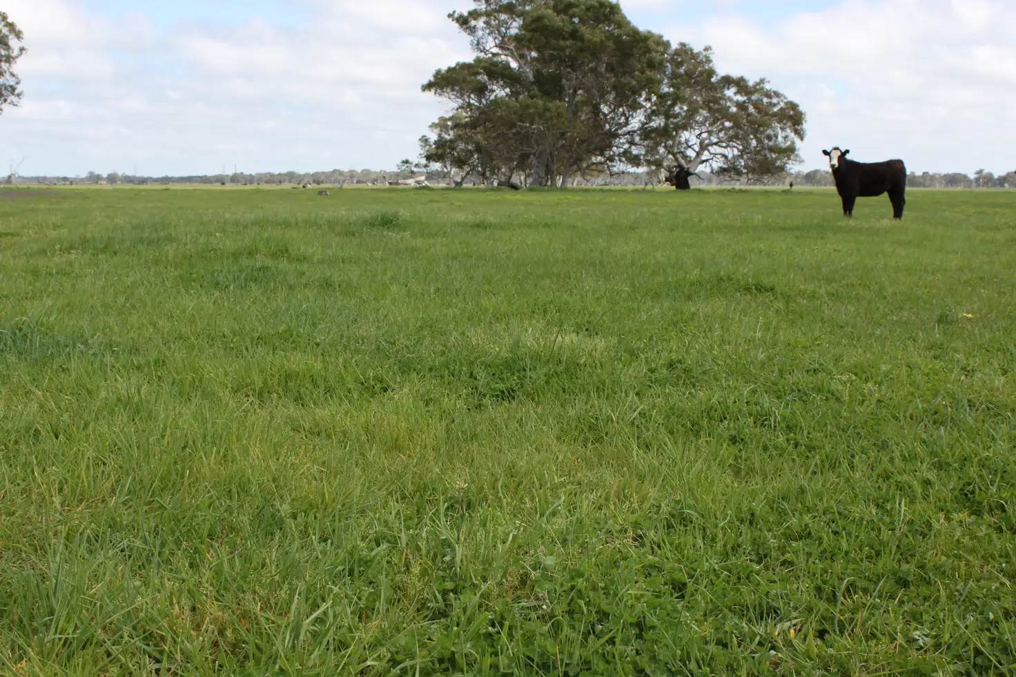 Main view of Homely rural property listing, Allotment 10 Mount Burr Road, Monbulla SA 5277
