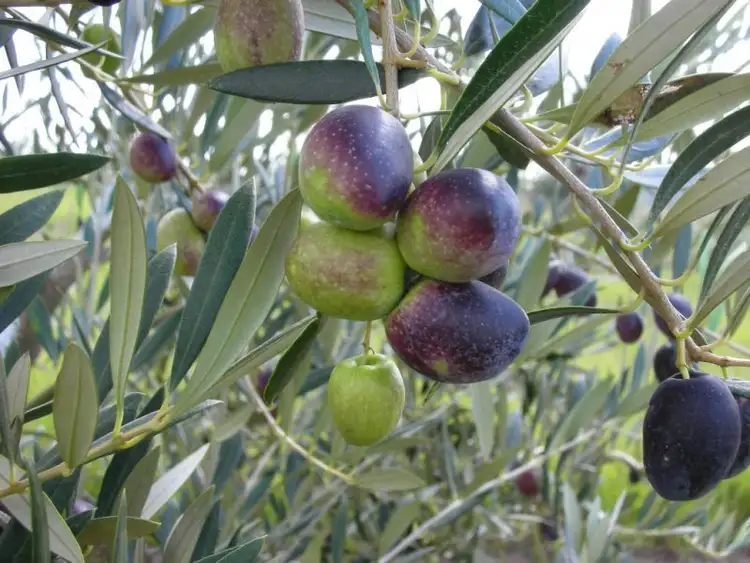 Second view of Homely rural property listing, 483 Tabulam Road, Tabulam NSW 2469