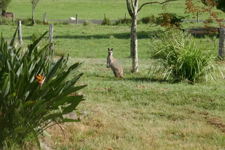 Fourth view of Homely rural property listing, 949 Roseberry Creek Road, Kyogle NSW 2474