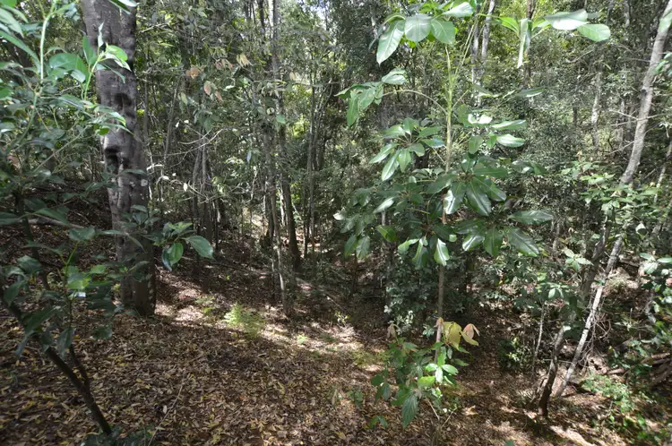Seventh view of Homely land listing, LOT 11 127 Macdonald Rd, Palmwoods QLD 4555