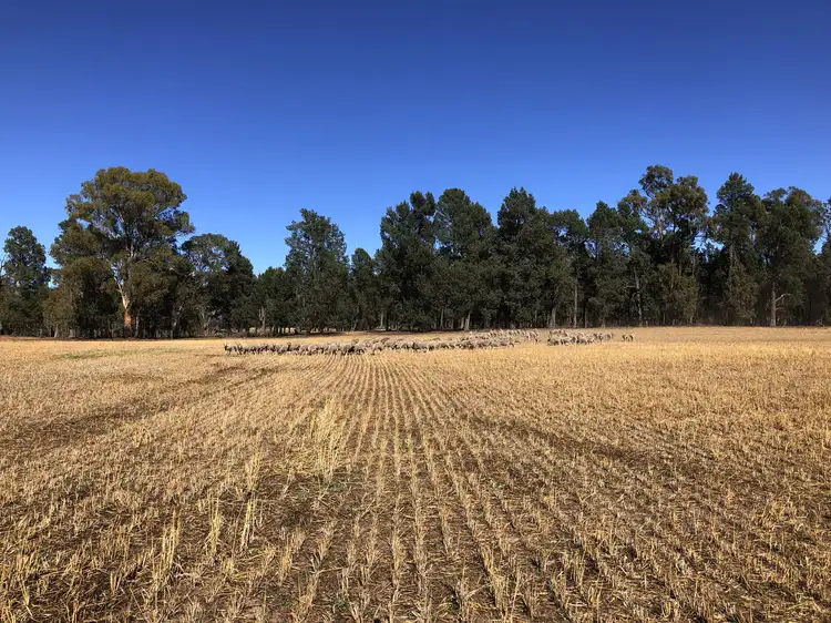 Main view of Homely rural property listing, 107 Five Plains Road, Mulwala NSW 2647