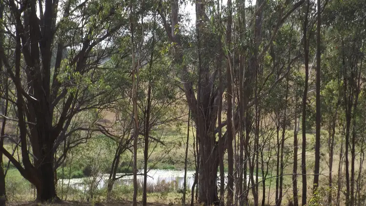 Fourth view of Homely rural property listing, 249 Dyraaba, Dyraaba NSW 2470