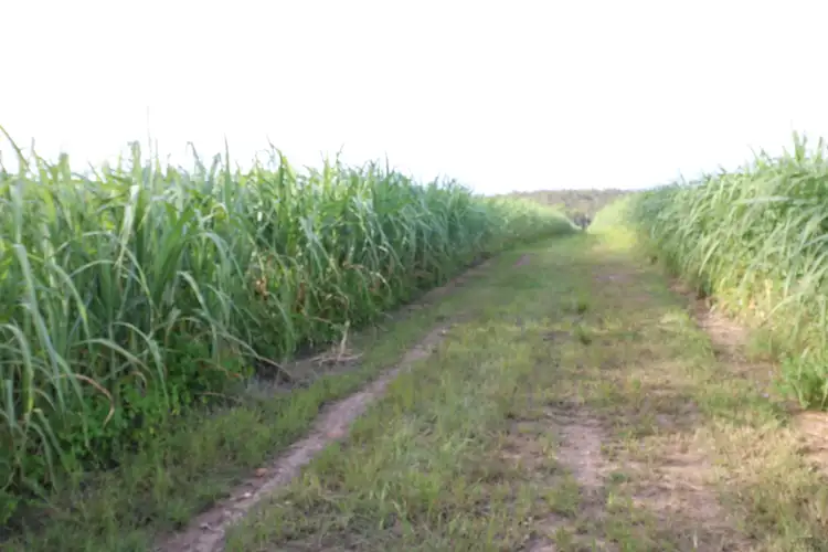 Seventh view of Homely rural property listing, 43 Andersons Rd, Abington QLD 4660