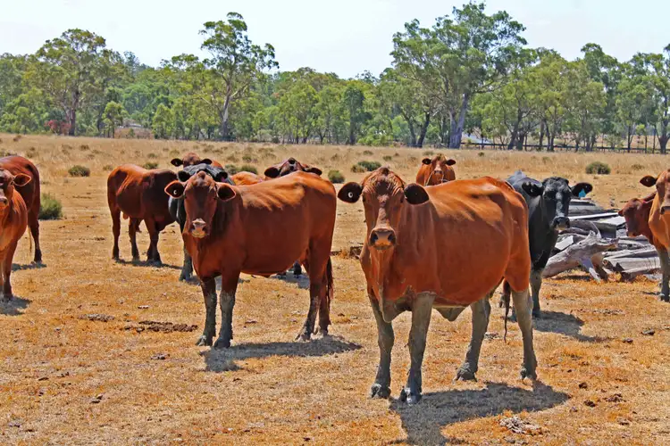 Seventh view of Homely rural property listing, 17059 Cunningham Hwy, Thane QLD 4370