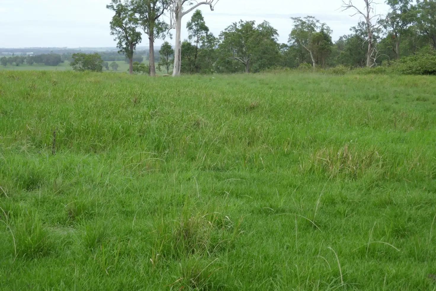 Main view of Homely rural property listing, 320 McDonald's Bridge Road, Kyogle NSW 2474