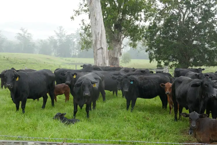 LOT 433 Iron Pot Creek Road, Kyogle NSW 2474