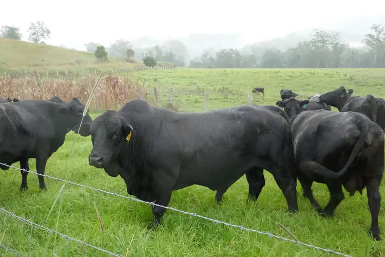 Seventh view of Homely rural property listing, LOT 433 Iron Pot Creek Road, Kyogle NSW 2474