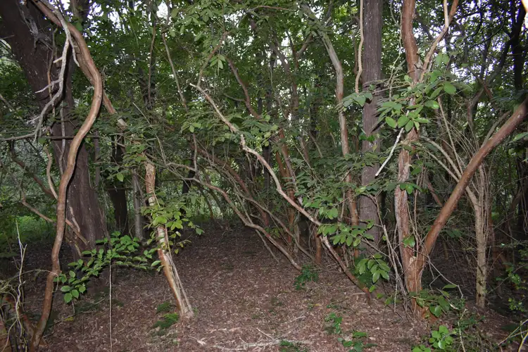 Fifth view of Homely rural property listing, Lot 4 Bruce Hwy, Bauple QLD 4650