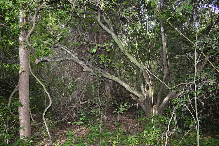 Sixth view of Homely rural property listing, Lot 4 Bruce Hwy, Bauple QLD 4650