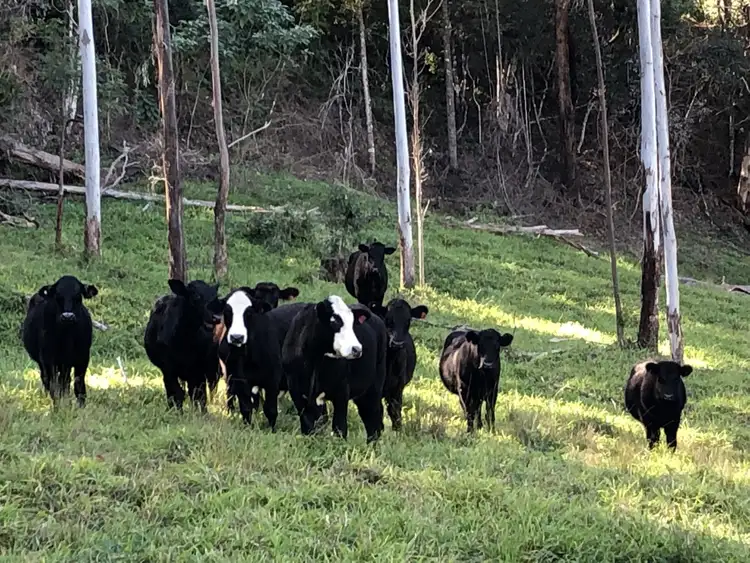 Seventh view of Homely rural property listing, LOT 2 Forest Road, Kyogle NSW 2474