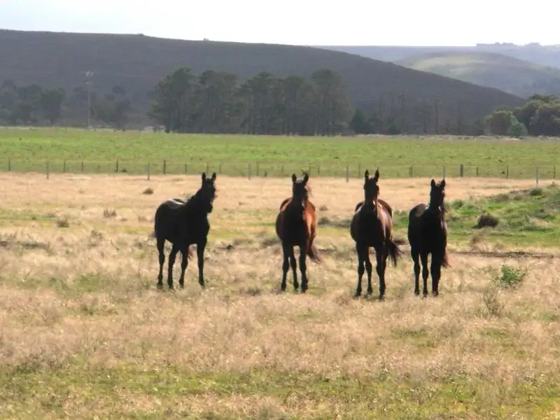 Main view of Homely rural property listing, 384 Glenmore Road, Bacchus Marsh VIC 3340