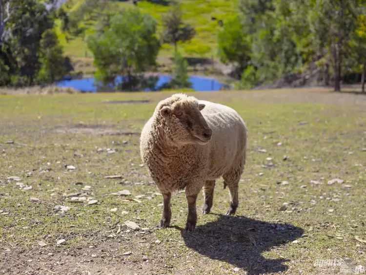 Fourth view of Homely house listing, 32 O'keeffe Rd, Mothar Mountain QLD 4570