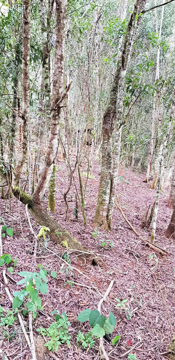 Seventh view of Homely land listing, 57 Bellview Dr, Ravenshoe QLD 4888