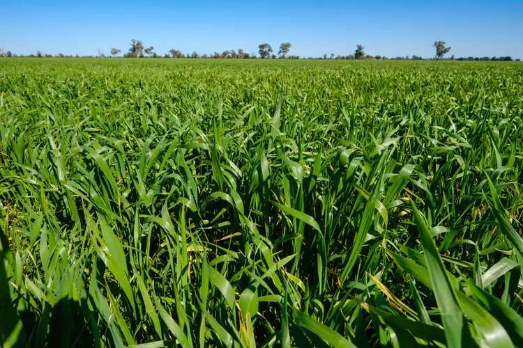 Third view of Homely rural property listing, 'Pine Grove'/1623 Redlands Road, Corowa NSW 2646