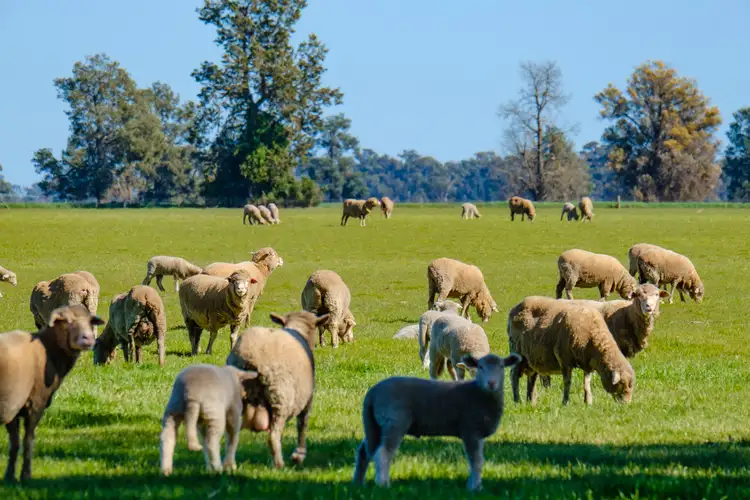 Fourth view of Homely rural property listing, 'Pine Grove'/1623 Redlands Road, Corowa NSW 2646