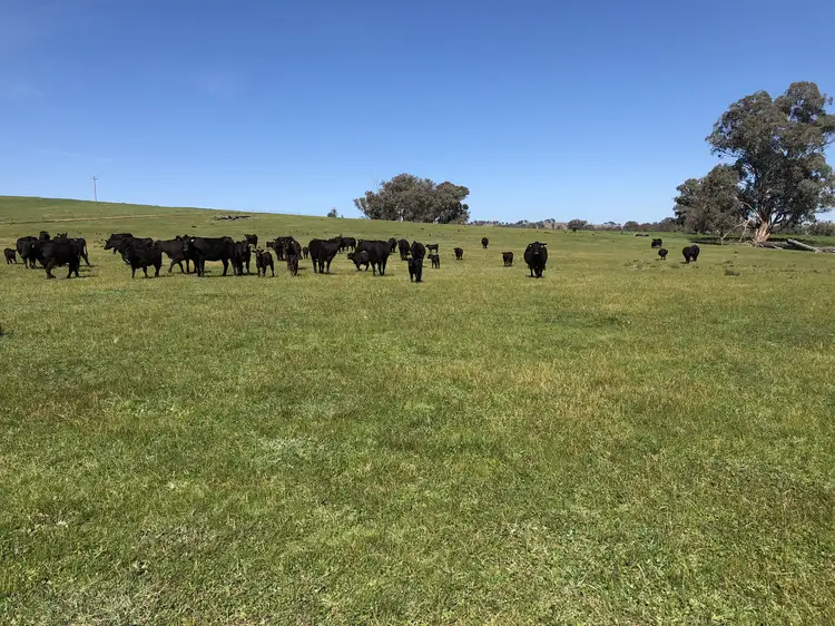 Main view of Homely rural property listing, 698 Little Billabong Rd, Little Billabong NSW 2644