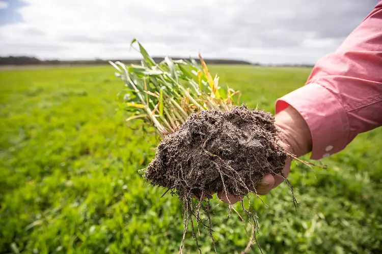 Third view of Homely rural property listing, 805 Cluain Lane, Lucindale SA 5272