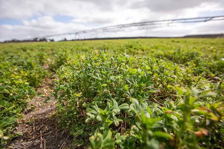 Sixth view of Homely rural property listing, 805 Cluain Lane, Lucindale SA 5272