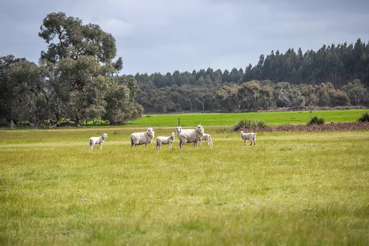 Seventh view of Homely rural property listing, 805 Cluain Lane, Lucindale SA 5272