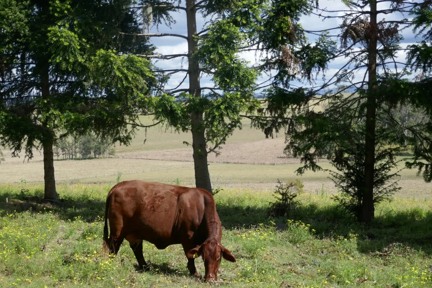 Main view of Homely rural property listing, 135 Mahoneys Lane, Kyogle NSW 2474