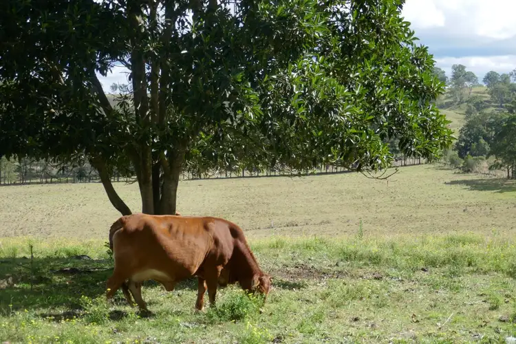 Second view of Homely rural property listing, 135 Mahoneys Lane, Kyogle NSW 2474