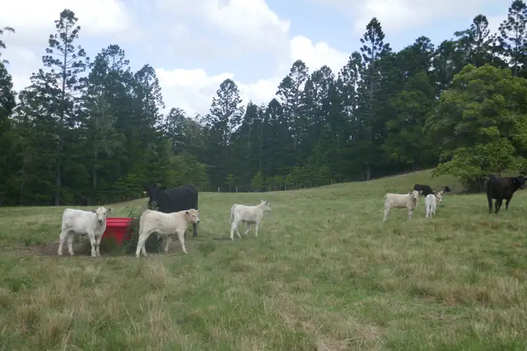 Second view of Homely rural property listing, Lot 27 Old Tweed Road, Wadeville NSW 2474