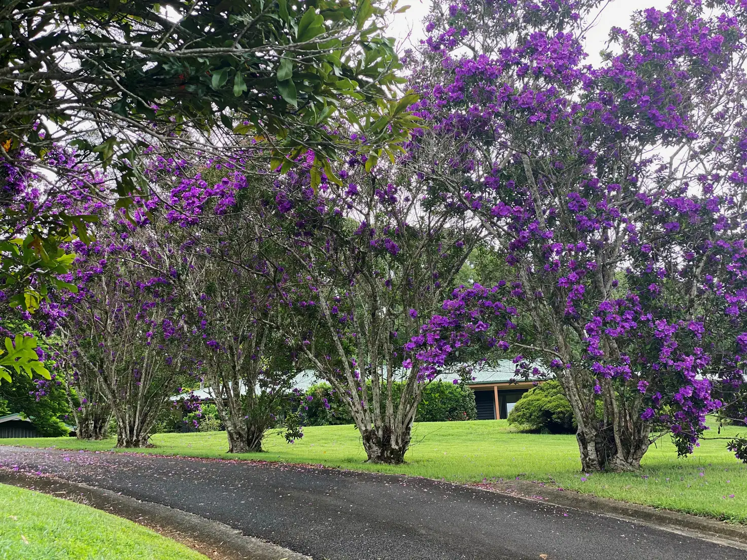 Main view of Homely house listing, 23 Callistemon Dr, Federal NSW 2480