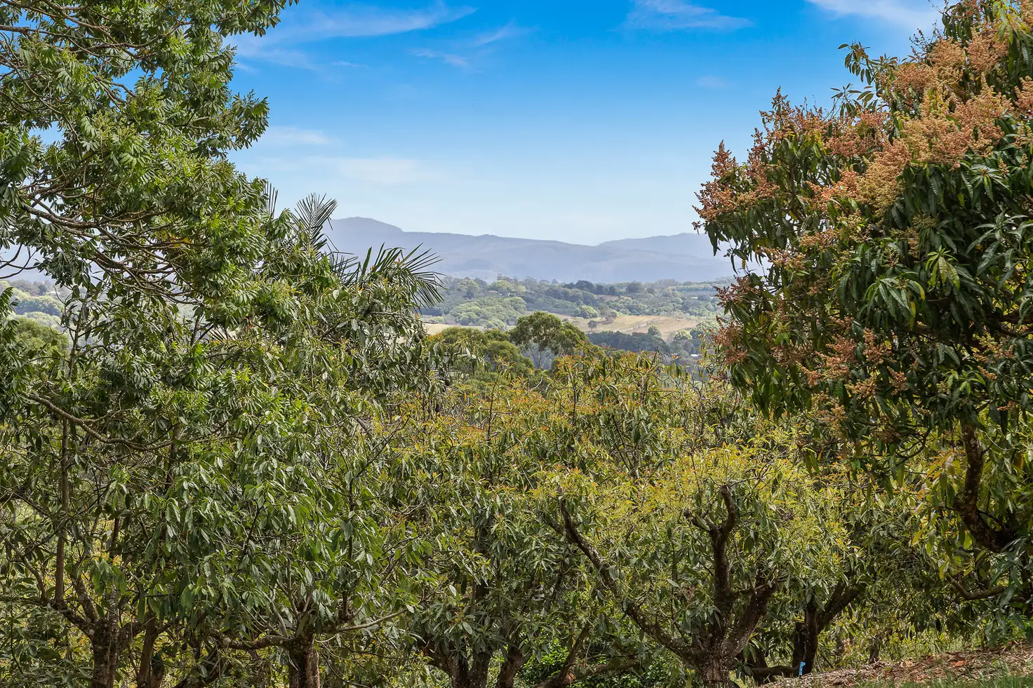 Main view of Homely rural property listing, 71 Cooks Rd, Nashua NSW 2479