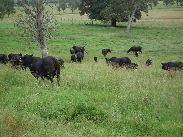 Seventh view of Homely rural property listing, 603 Knights Road, Kyogle NSW 2474