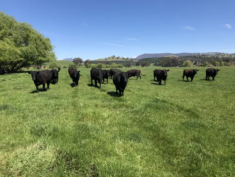 Third view of Homely rural property listing, 'Colynda Vale'/691 Tallangatta Creek Rd, Tallangatta Valley VIC 3701