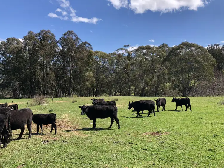 Fifth view of Homely rural property listing, 'Kellers'/183 Kellers Road, Tawonga VIC 3697